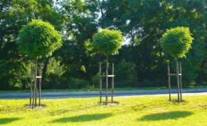 Tereny zielone czy miejsca parkingowe?