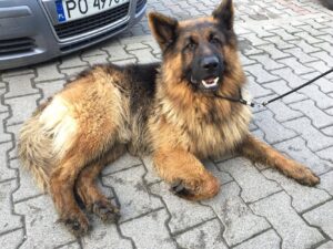 Znaleziono psa - owczarka niemieckiego