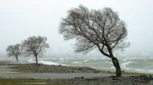 Ostrzeżenie meteorologiczne - od 14.00 silny wiatr