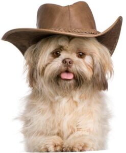 IV Charytatywna Wystawa Psów-