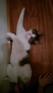 Zaginęła kotka Luna