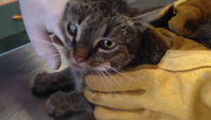 Poszukujemy właścicieli potrąconej kotki