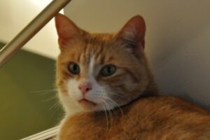 Znaleziono kotka * Kotek już w swoim domu