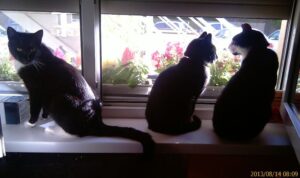 Tajemnicze zaginięcia kotów w Plewiskach.