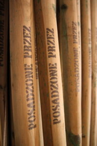 Akcja sadzenia drzew już 19 listopada