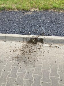 rój pszczół brzozowy gaj plewiska