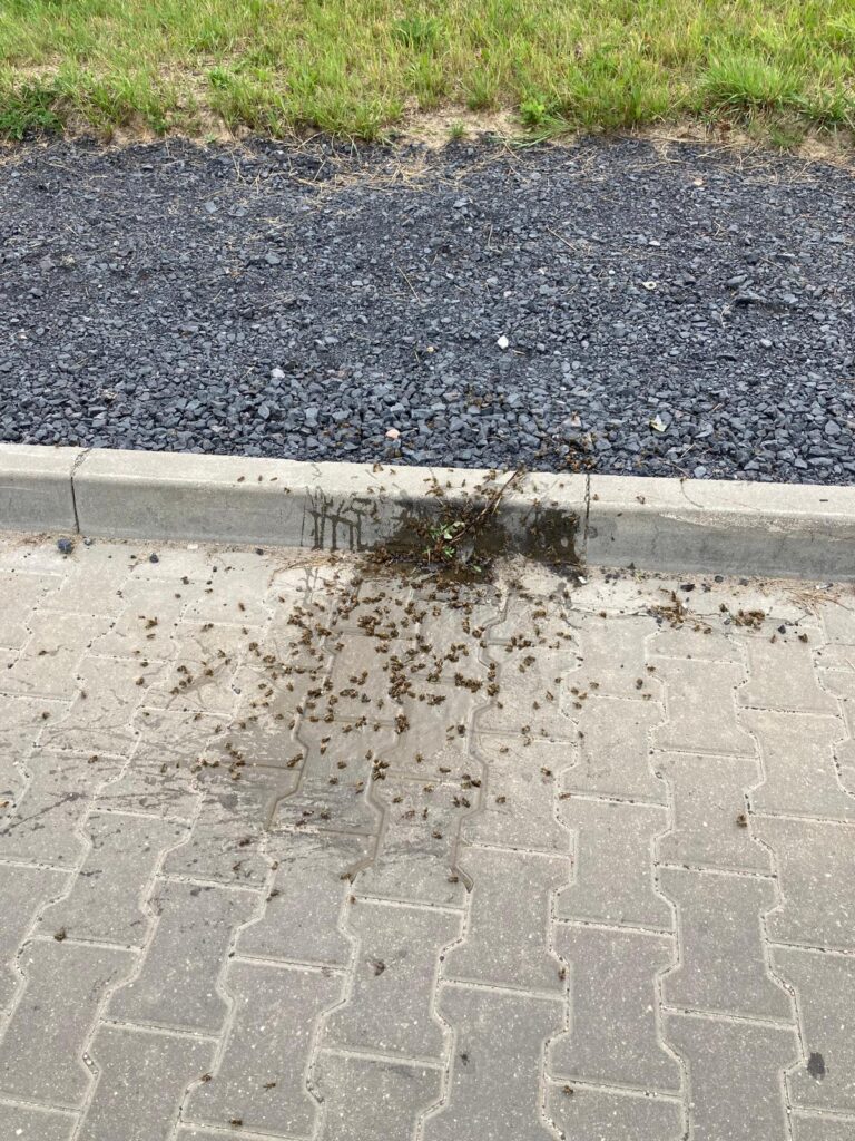 rój pszczół brzozowy gaj plewiska