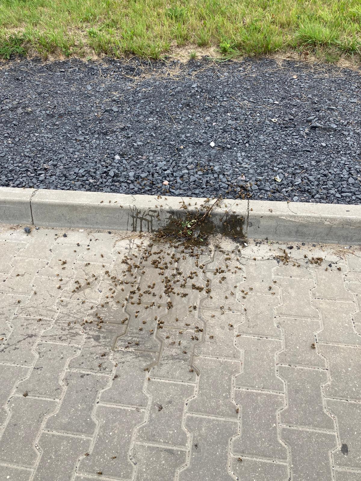 rój pszczół brzozowy gaj plewiska
